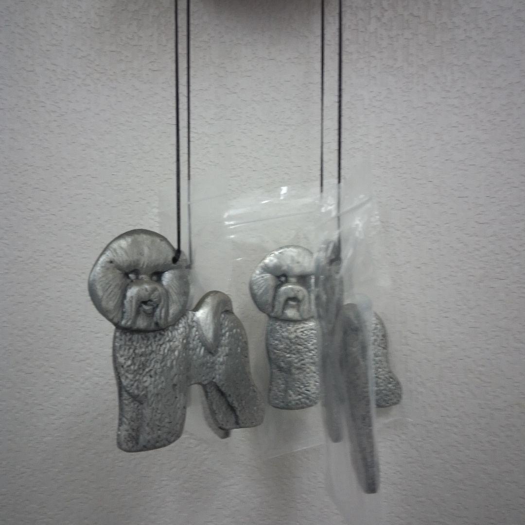 ウインドベル　ビションフリーゼ　希少