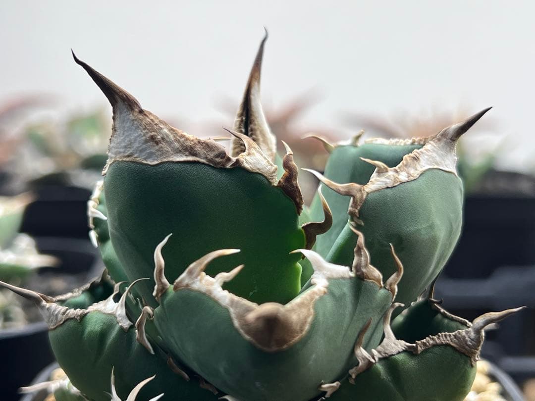 サウスアフリカダイヤモンド（SAD）