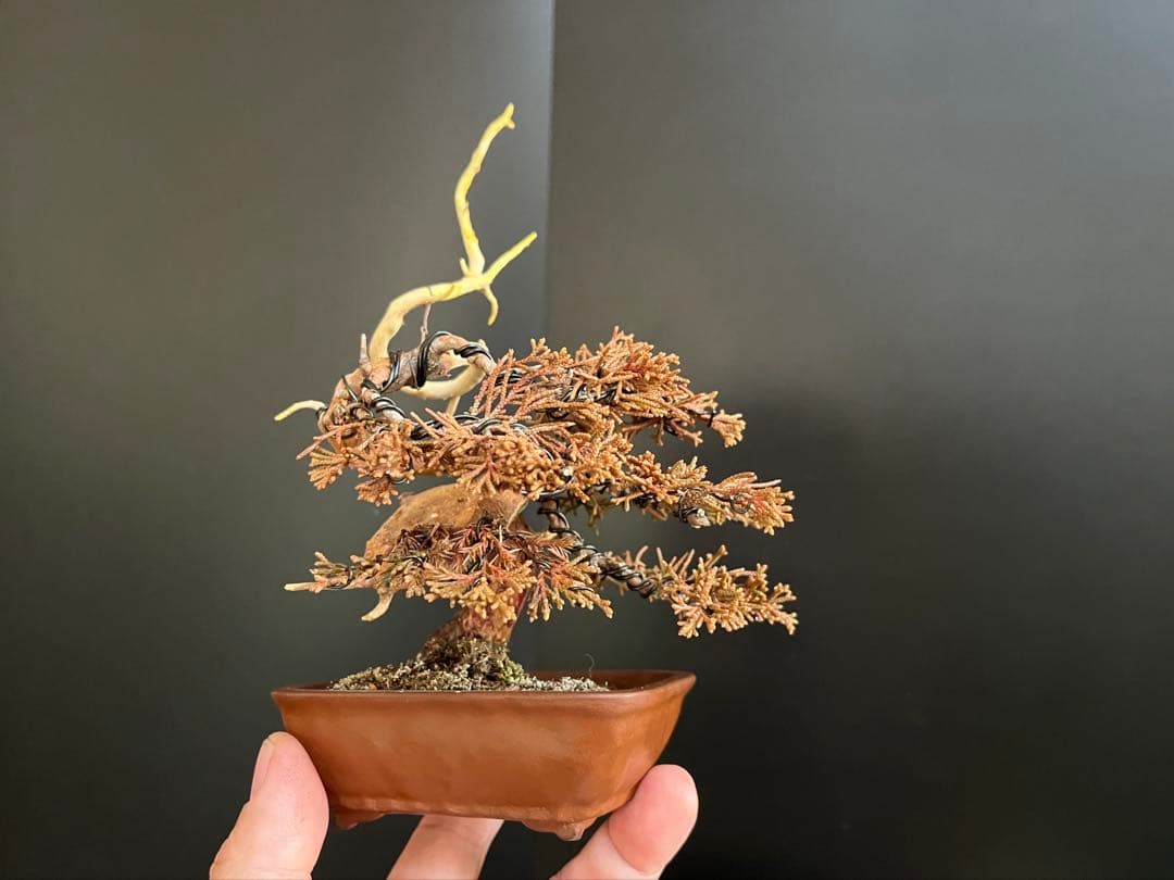 真柏盆栽　糸魚川真柏　ミニ真柏　捻転シャリ幹　樹高天ジン含まず9.5cm