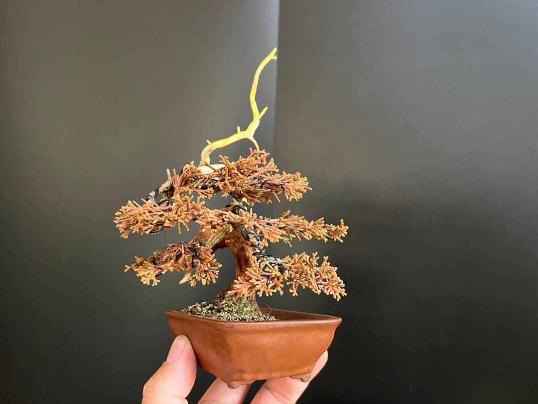 真柏盆栽　糸魚川真柏　ミニ真柏　捻転シャリ幹　樹高天ジン含まず9.5cm