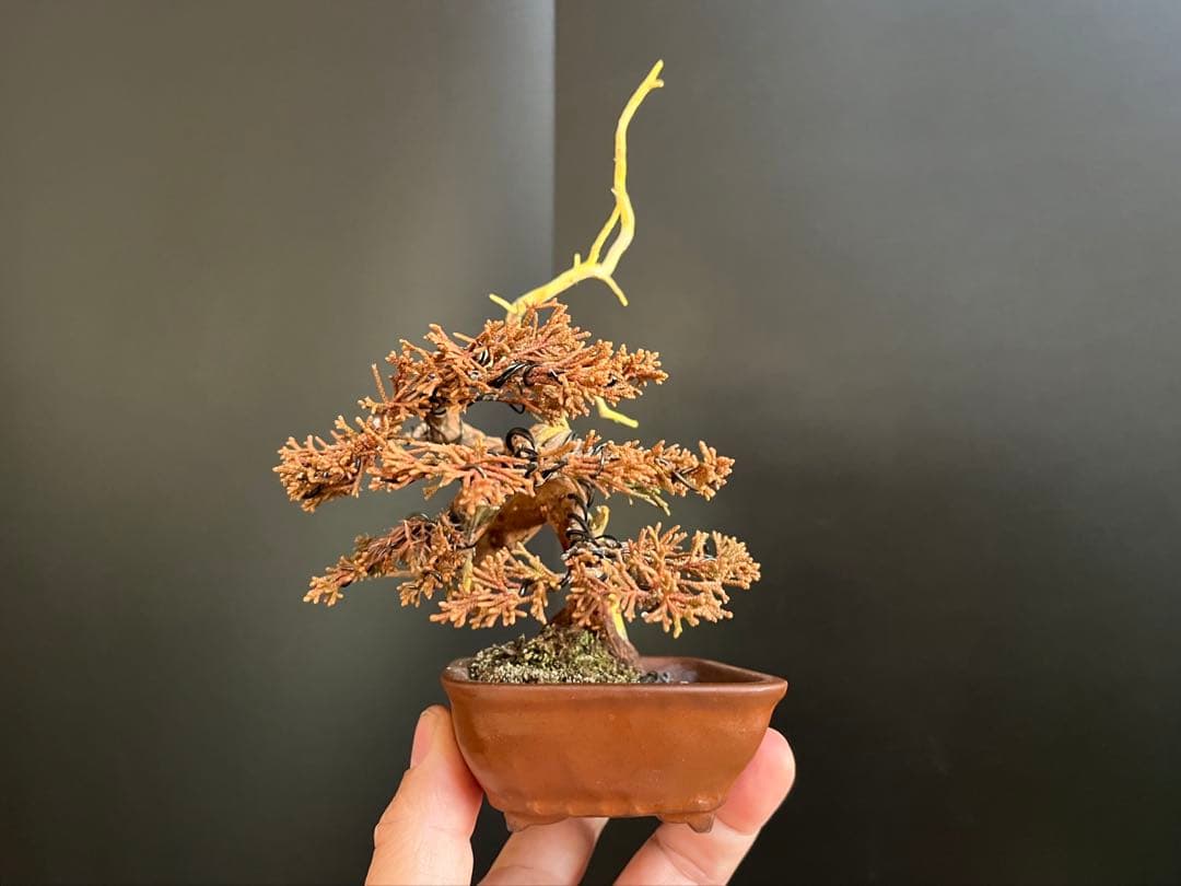 真柏盆栽　糸魚川真柏　ミニ真柏　捻転シャリ幹　樹高天ジン含まず9.5cm