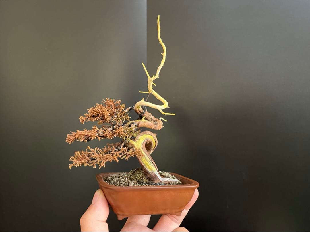 真柏盆栽　糸魚川真柏　ミニ真柏　捻転シャリ幹　樹高天ジン含まず9.5cm