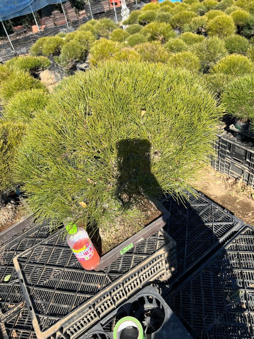 赤松盆栽　極上品　22