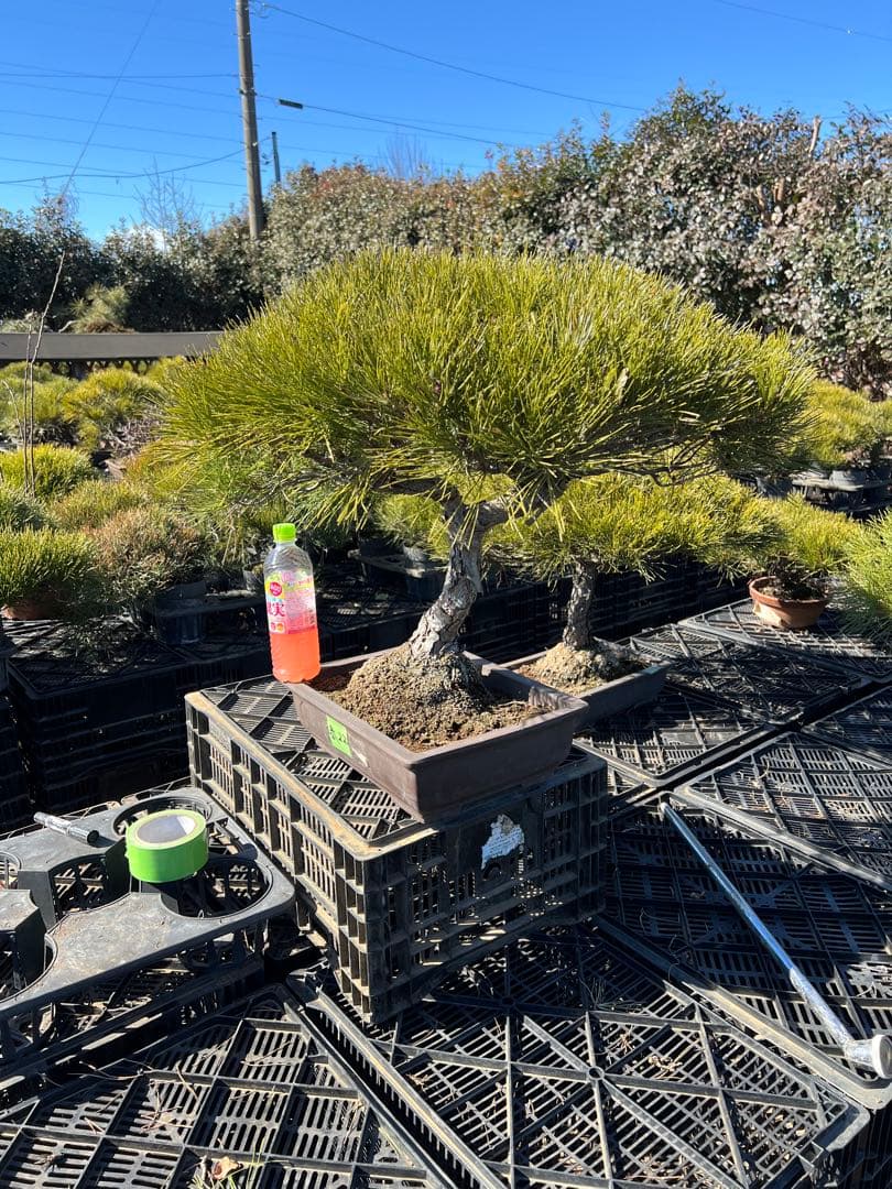 赤松盆栽　極上品　22