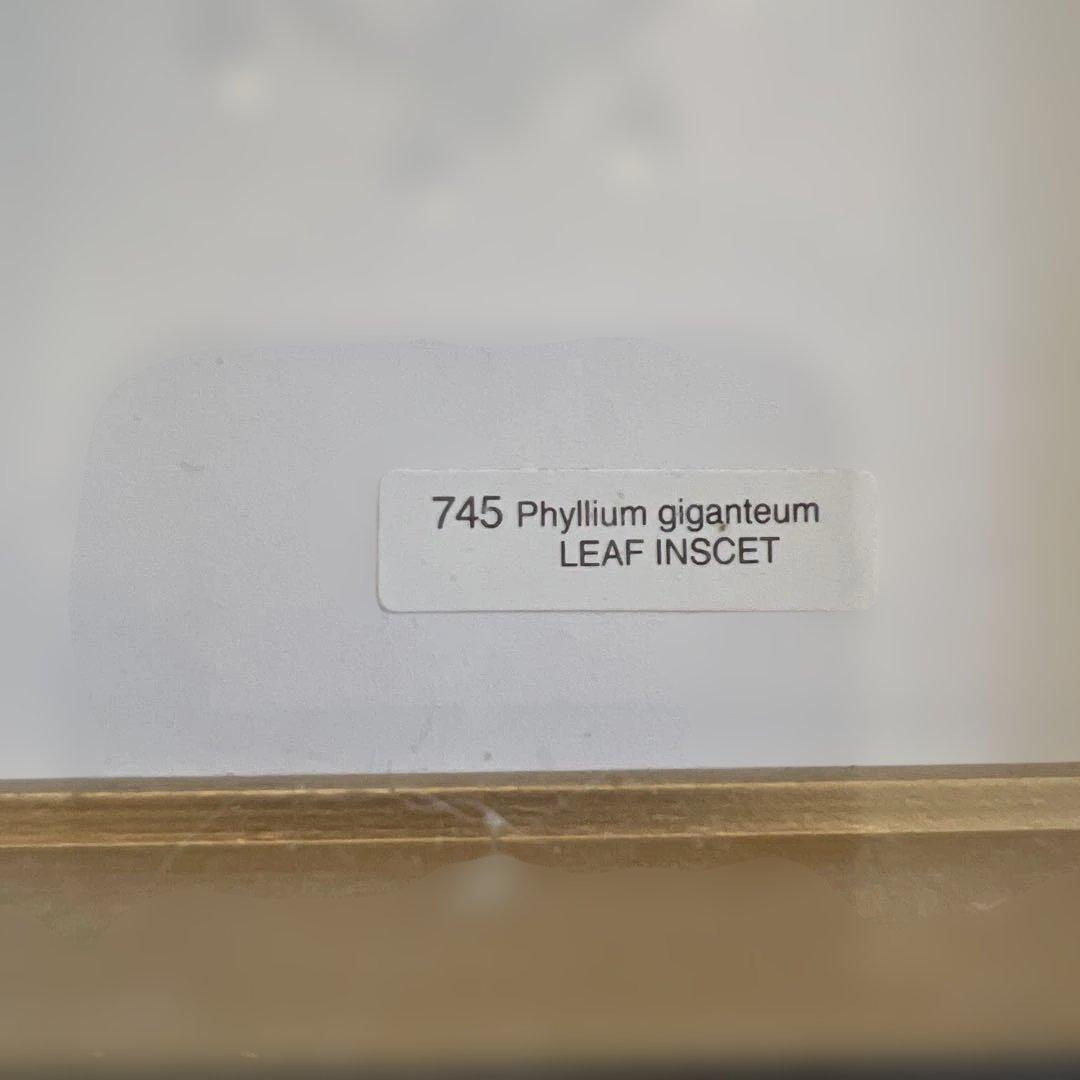 マレーシア　剥製ヴィンテージマレーオオニフシ　標本