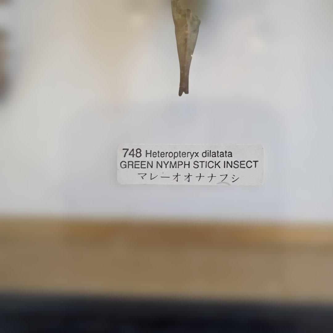 マレーシア　剥製ヴィンテージマレーオオニフシ　標本