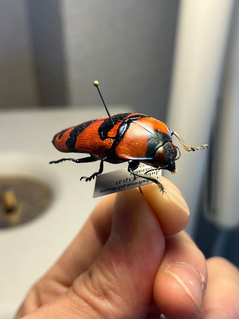 【39mm】クロモンベニオウサマムカシタマムシCalodema 標本スハンダエ