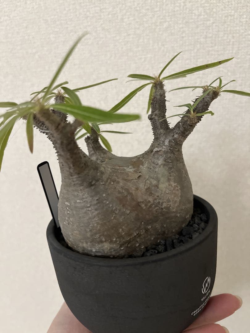 グラキリス現地球 valiem鉢セット