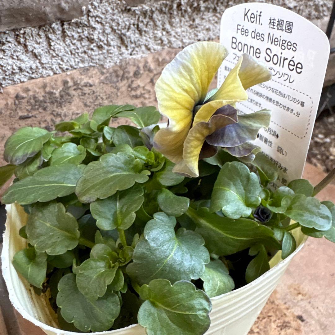 フェデネージュ