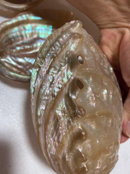 磨きアワビ