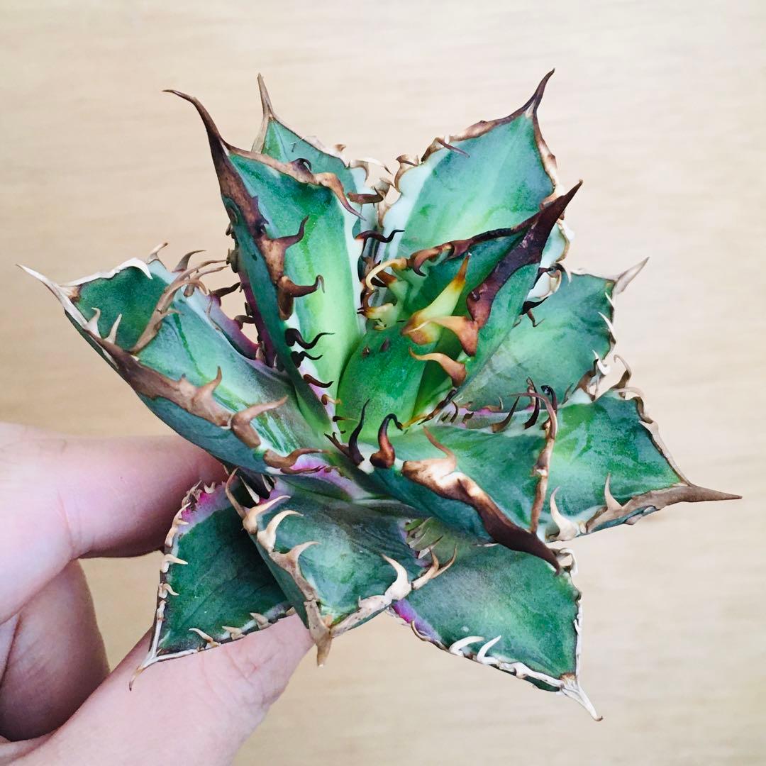 【稀少】1 レッドキャットウィーズル錦 多色斑 極上強棘 TC アガベ チタノタ