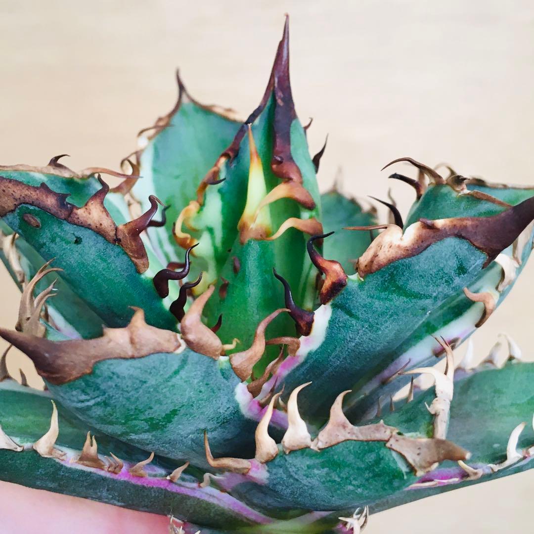 【稀少】1 レッドキャットウィーズル錦 多色斑 極上強棘 TC アガベ チタノタ