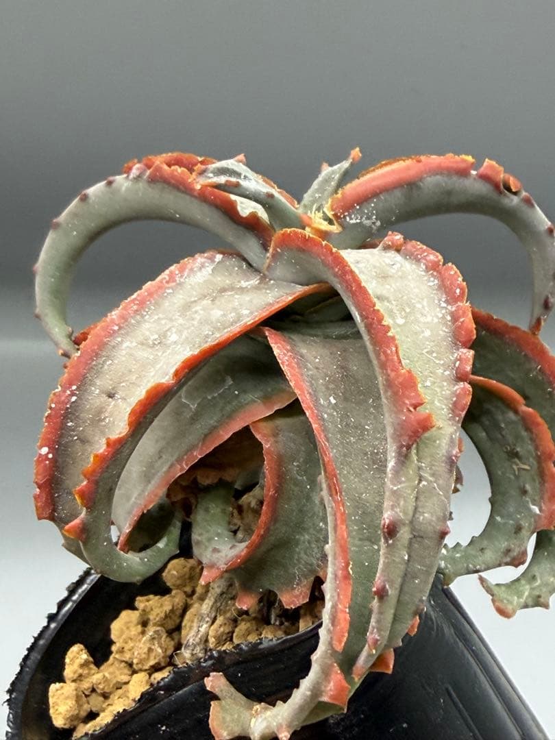 アロエ　ハイブリッド　Aloe hybrid 第四種　Fe−14