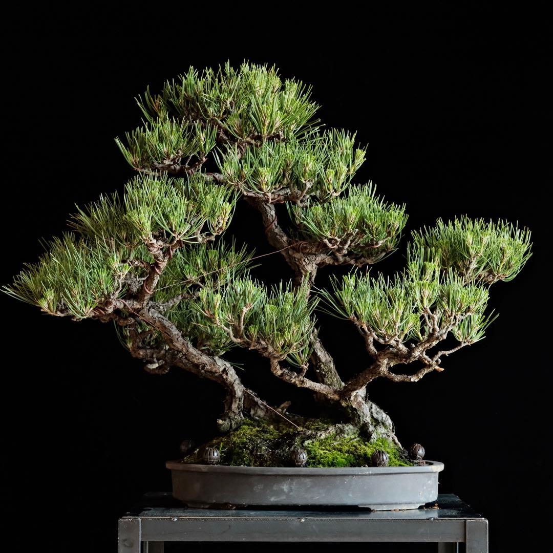 【最終値下げ】引き取り　黒松　大品盆栽　株立　古木