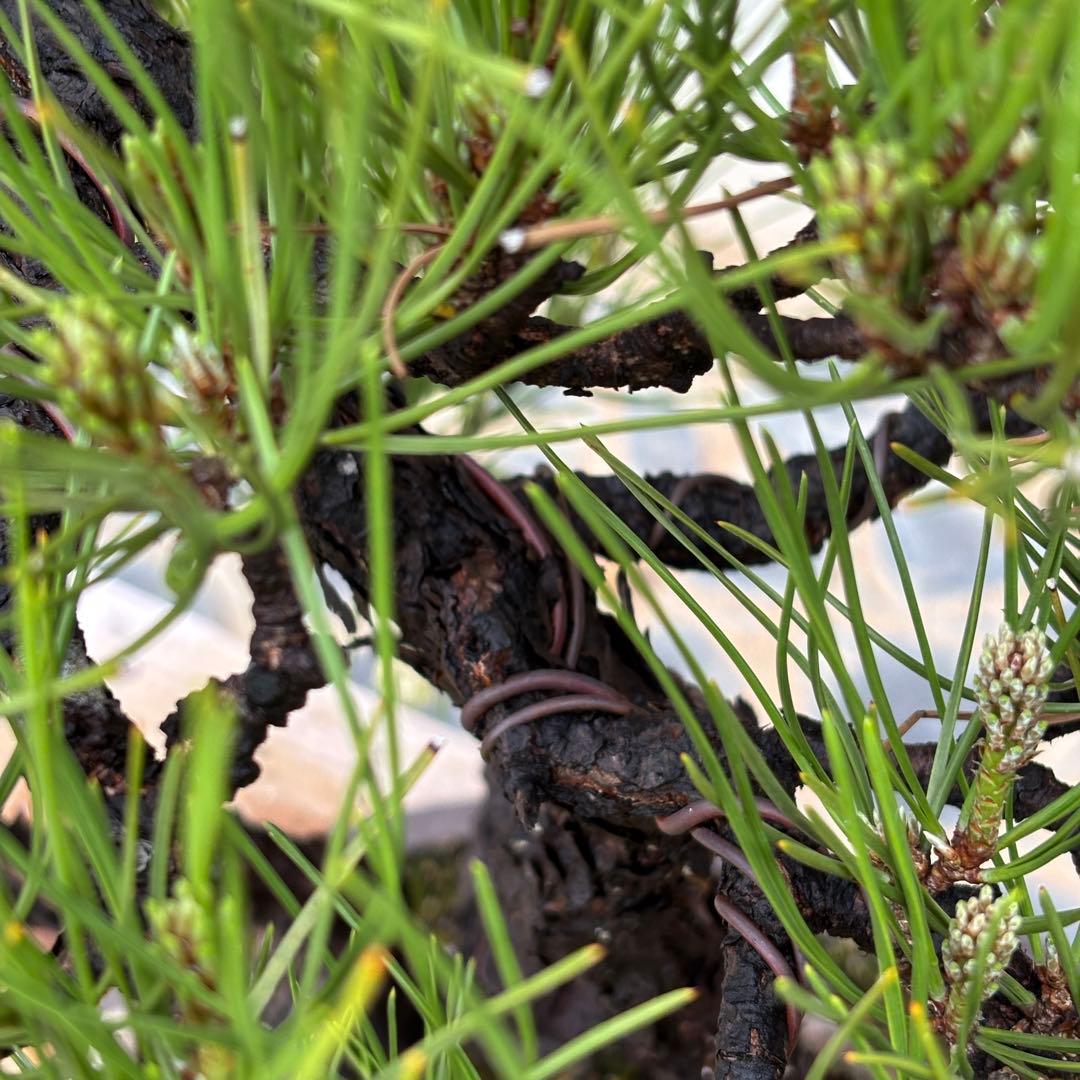 【最終値下げ】引き取り　黒松　大品盆栽　株立　古木