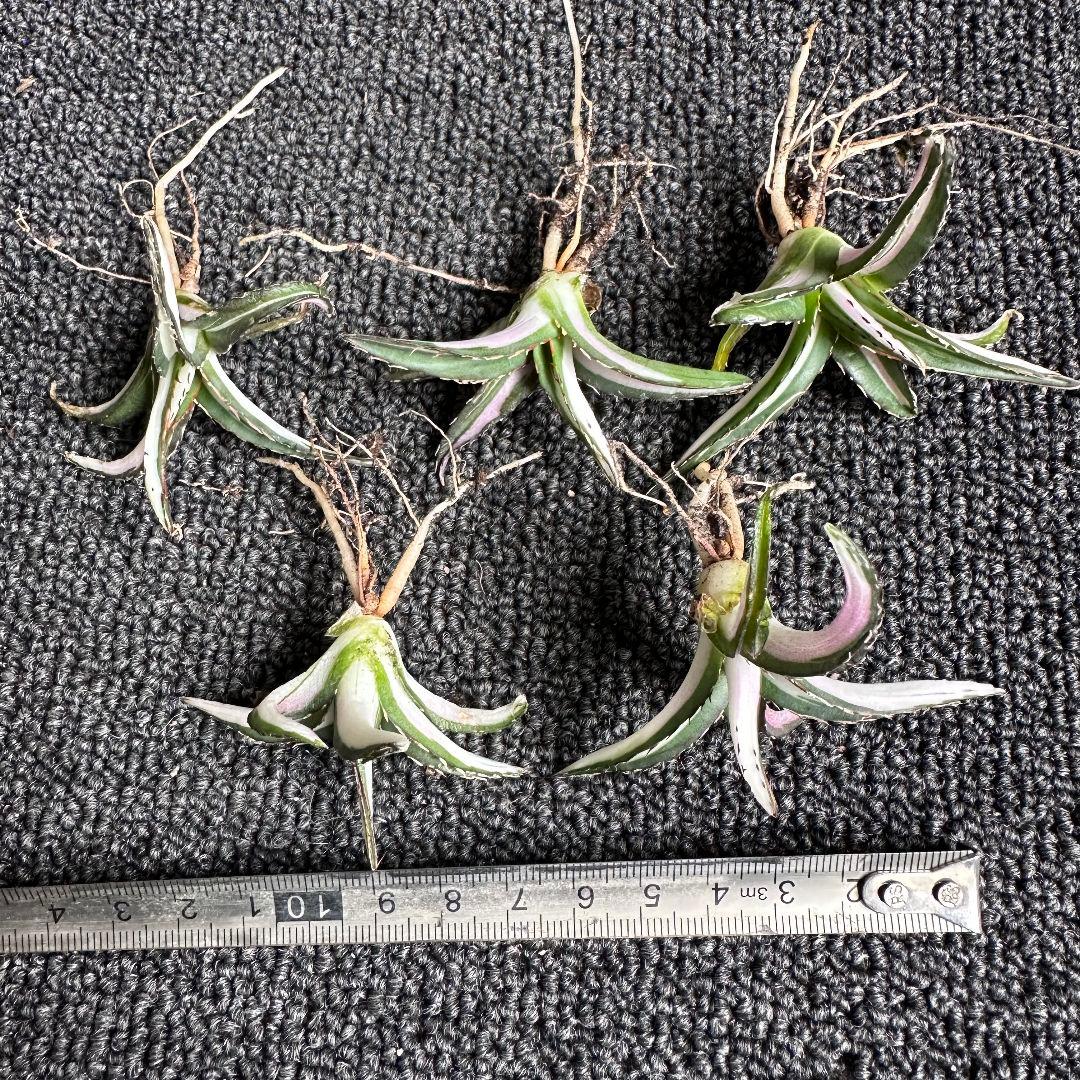 ぽ*こ様 2010アガベ チタノタ 丸叶氷山錦 白中斑 極上中小株 5株セット