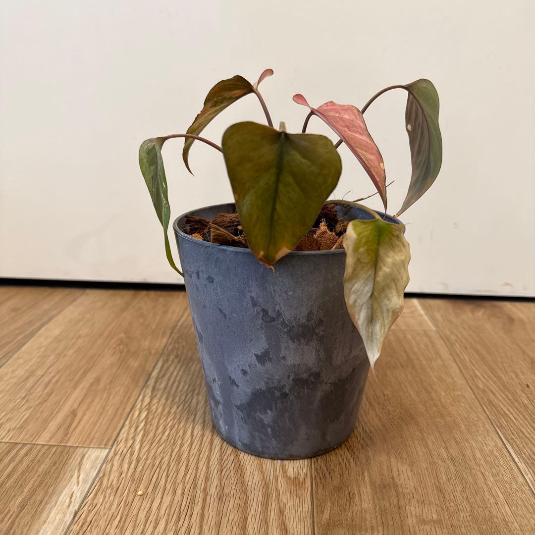 【斑入り】ホマロメナ ピンクダイヤモンド