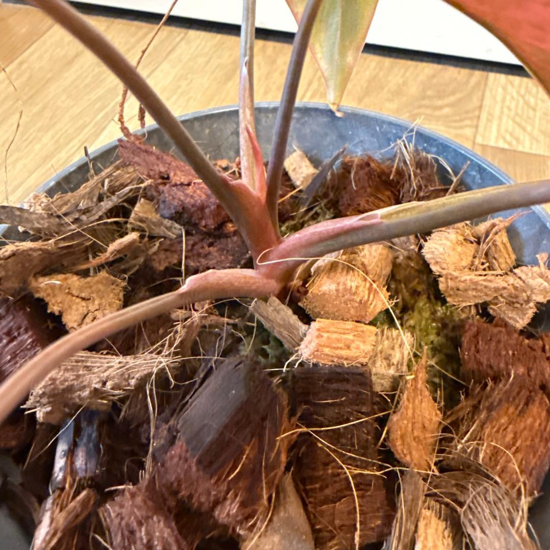 【斑入り】ホマロメナ ピンクダイヤモンド