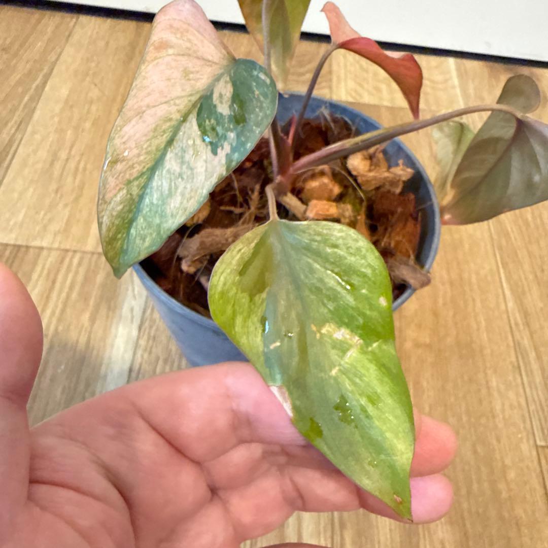 【斑入り】ホマロメナ ピンクダイヤモンド