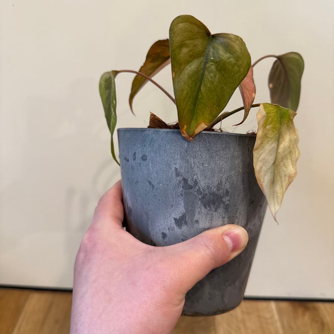 【斑入り】ホマロメナ ピンクダイヤモンド