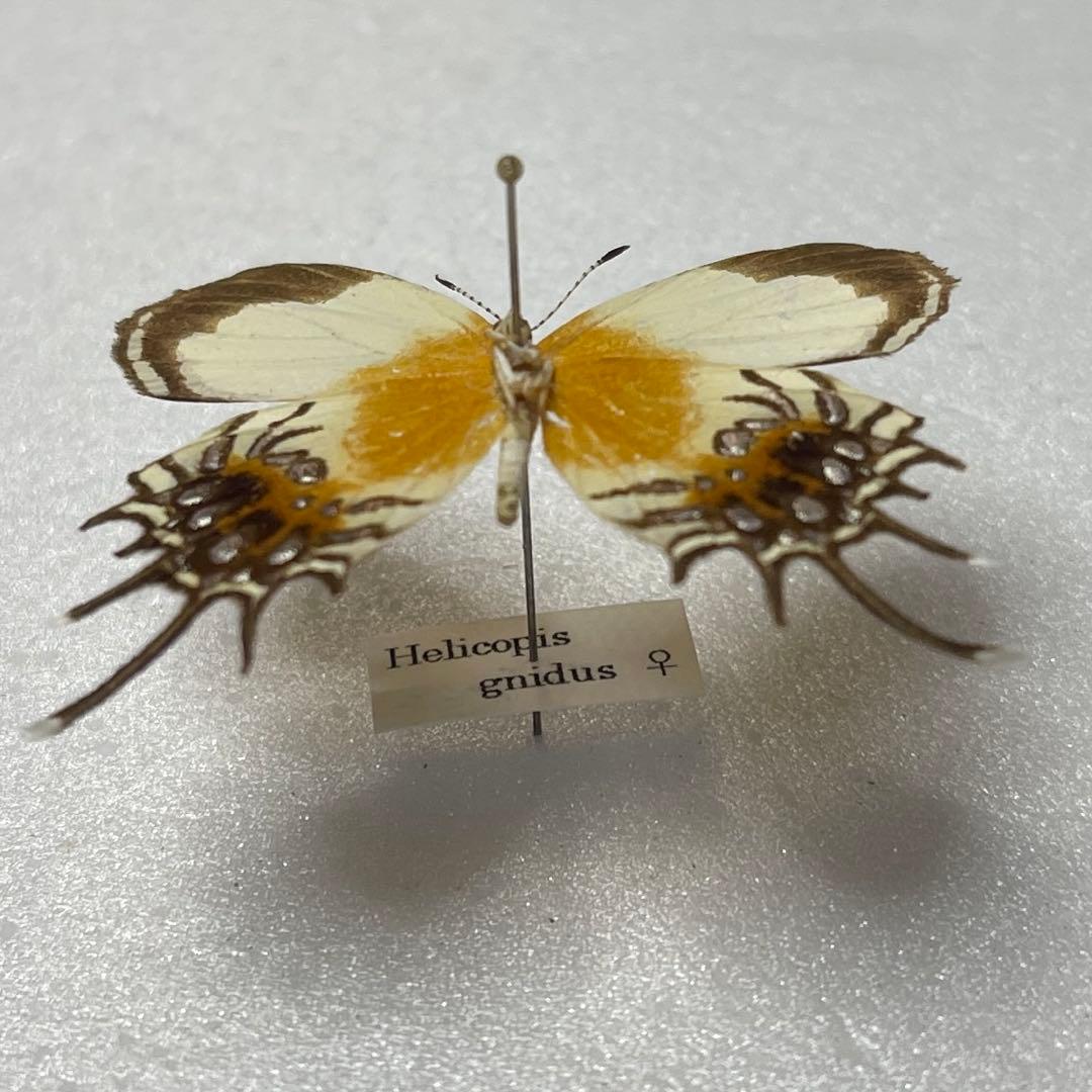 ミツオシジミタテハ雌