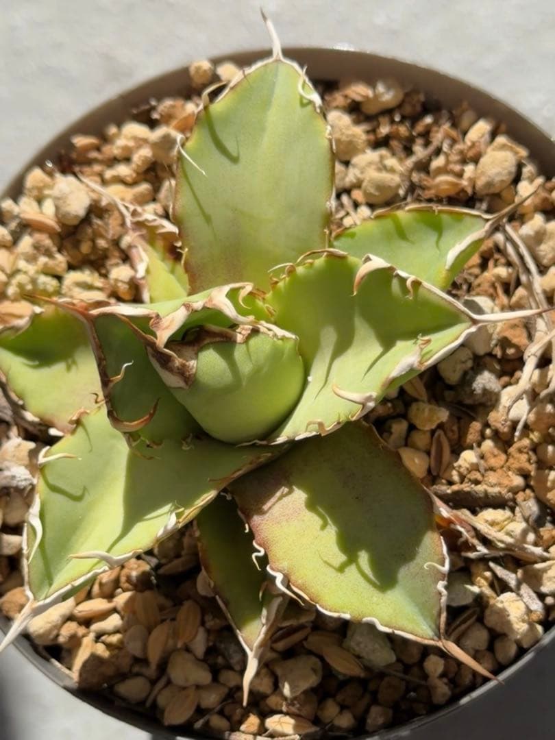 専用　ウリエル実生子株