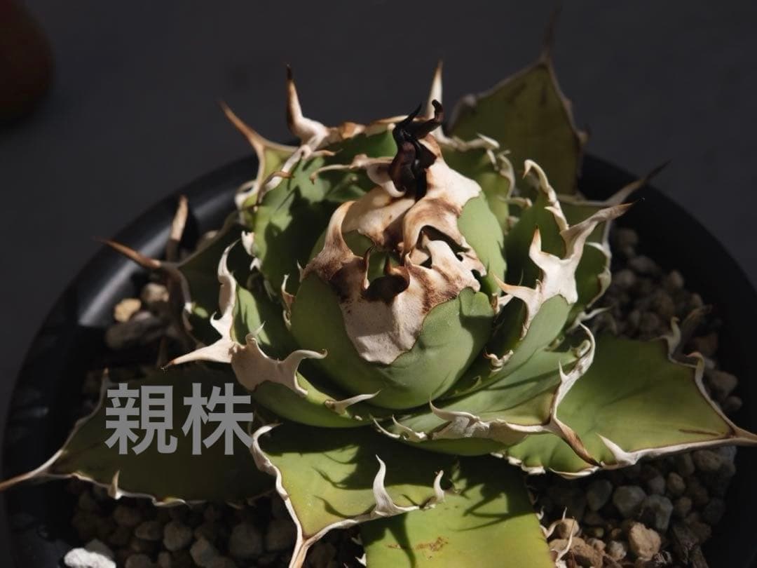 専用　ウリエル実生子株