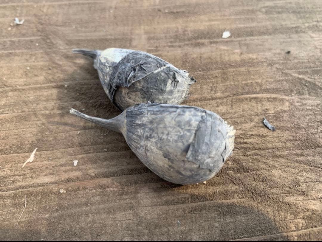 青森県産ニンニク　白玉王　30kg