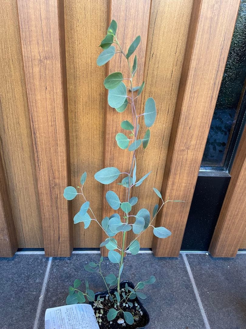 【花苗】① ユーカリ　ポポラス　苗　ポットごと発送　シルバーリーフ