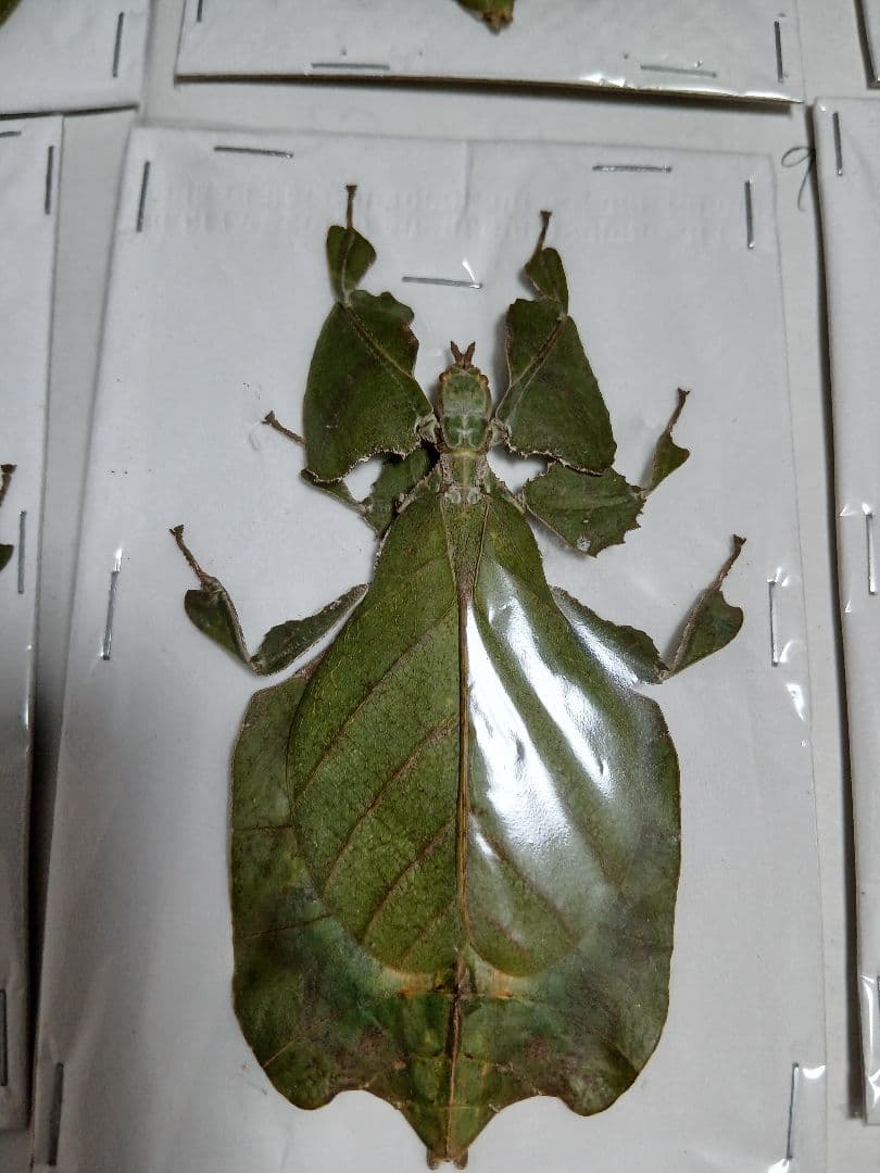 海外産標本｜インドネシア産 ナナフシモドキ（木葉虫）昆虫標本
