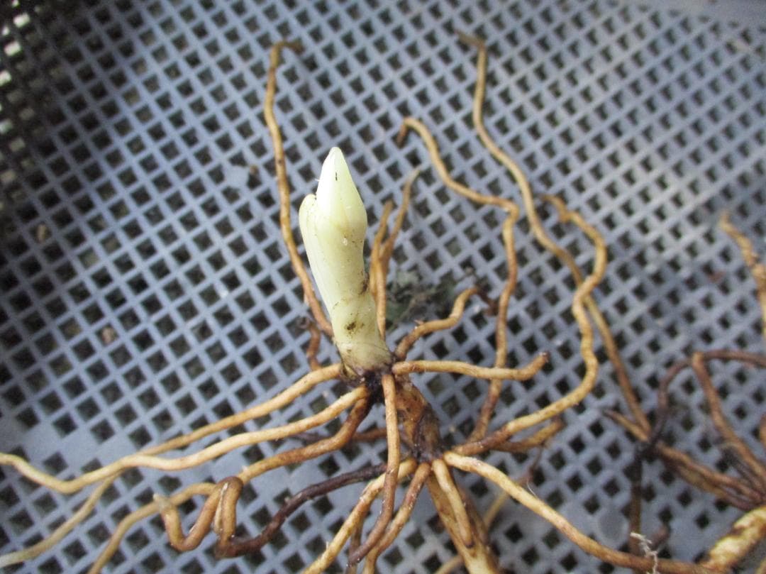 山野草、日本クマガイソウ黄花系（素心）花芽2芽株