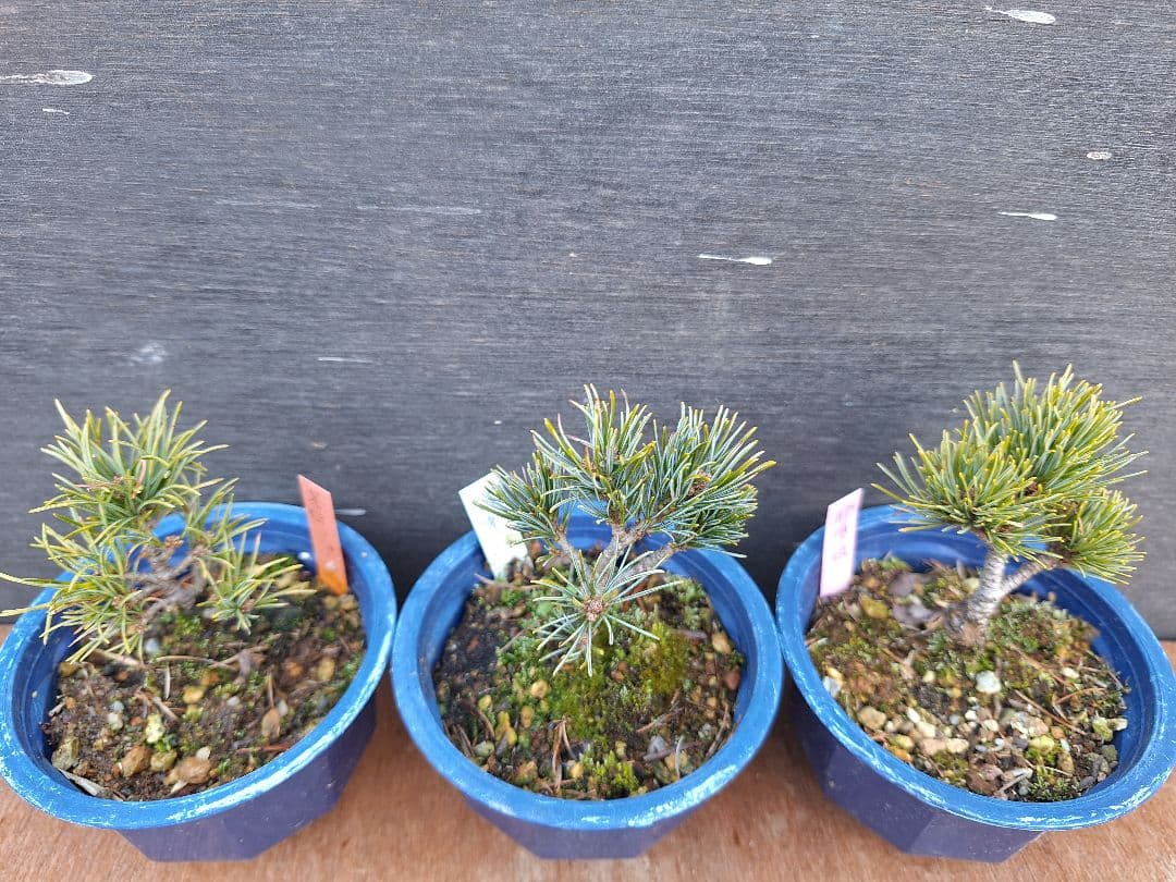 【専用商品】八房五葉松　9鉢セット