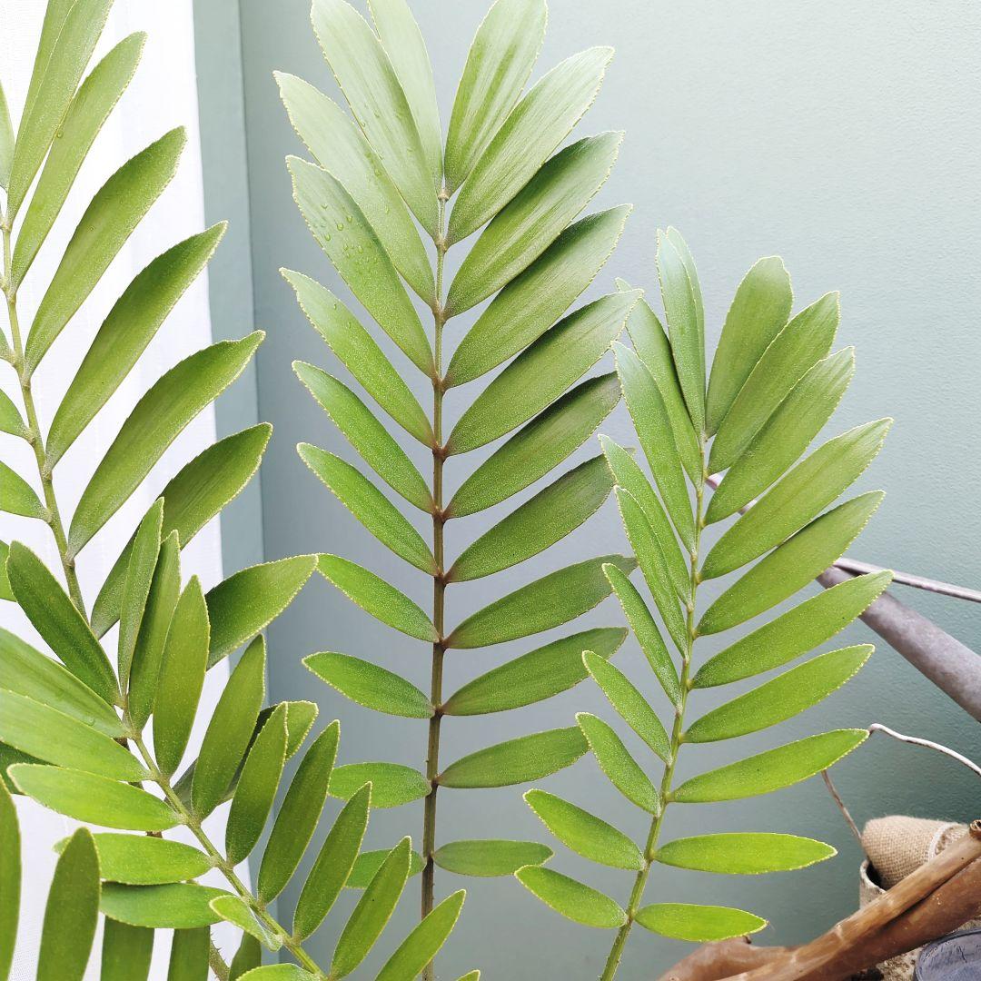 珍品！多頭扇型 太株 ザミアプミラ(現品) 一点物 インパクト大!!縁起物