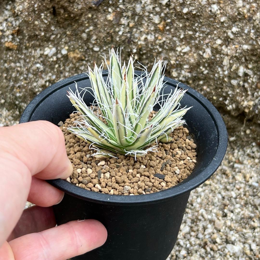 アガベ　姫乱れ雪錦　白中斑　希少