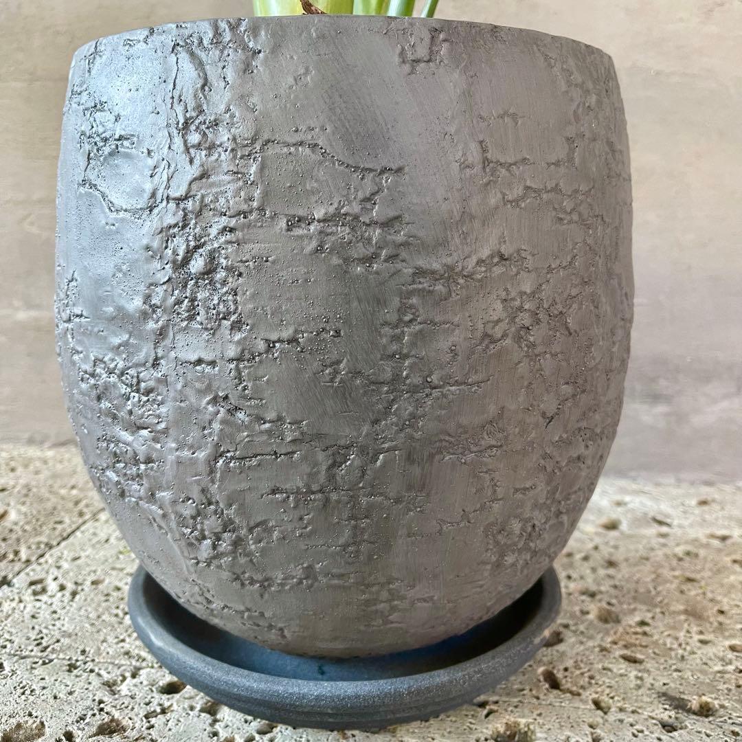 ストレリチア　レギネ　陶器鉢　植え込み発送