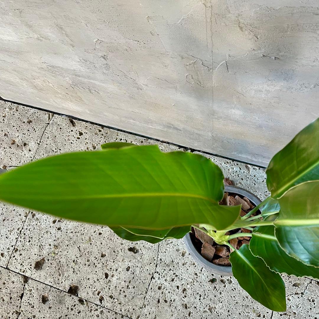 ストレリチア　レギネ　陶器鉢　植え込み発送