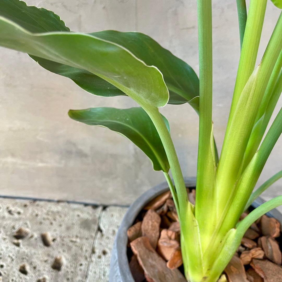 ストレリチア　レギネ　陶器鉢　植え込み発送