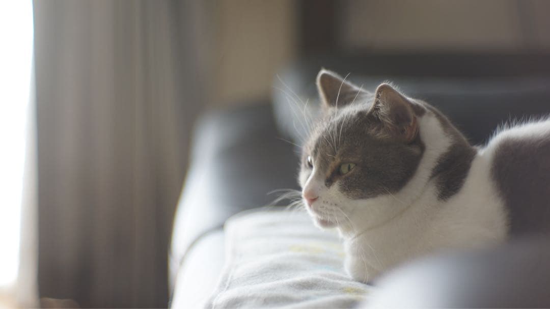 ロシア大口径レンズ　ジュピター3 50㎜/f1.5