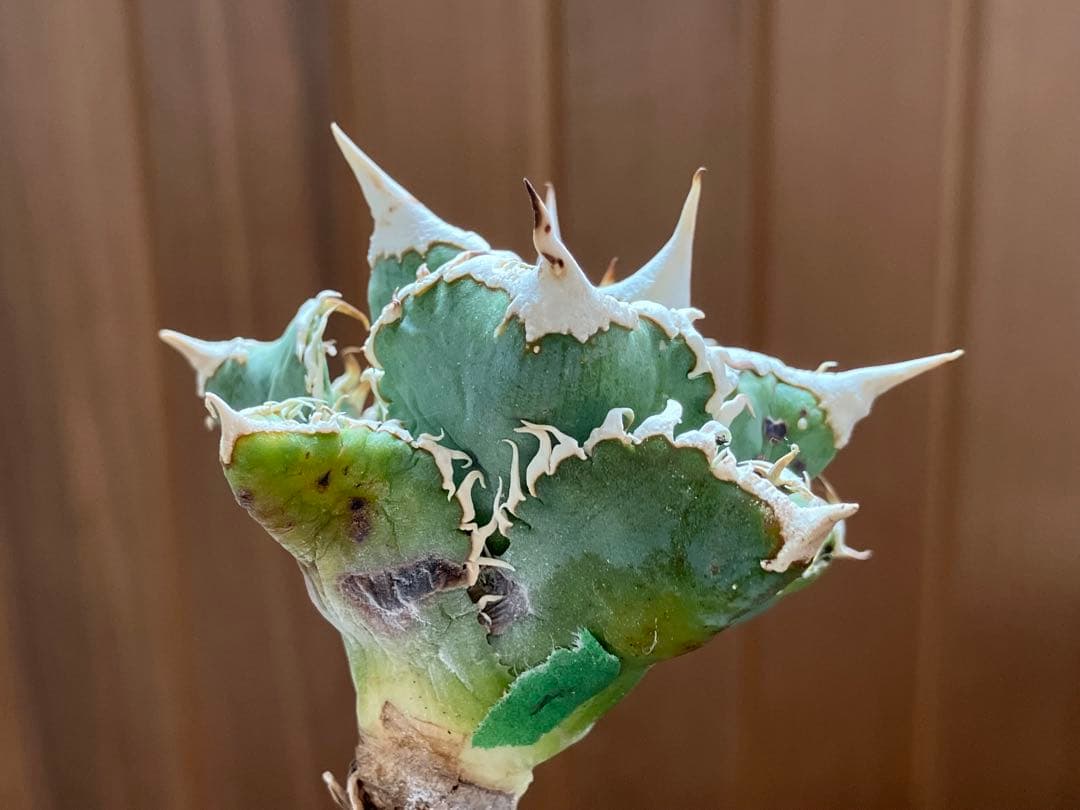 H*C様 【オークション】①選抜　特選　太棘 アガべ　チタノタ　白豪刺　TC 上