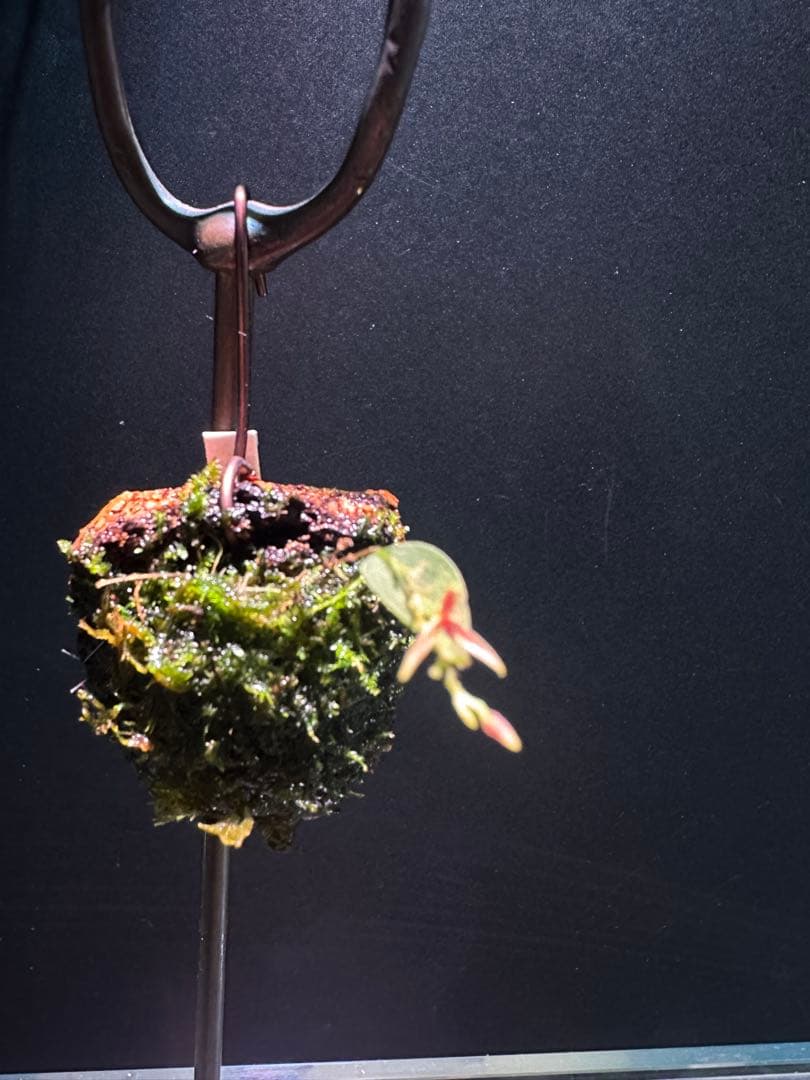 lepanthes scrotifera ミニチュアエクアドルラン原種レパンテス