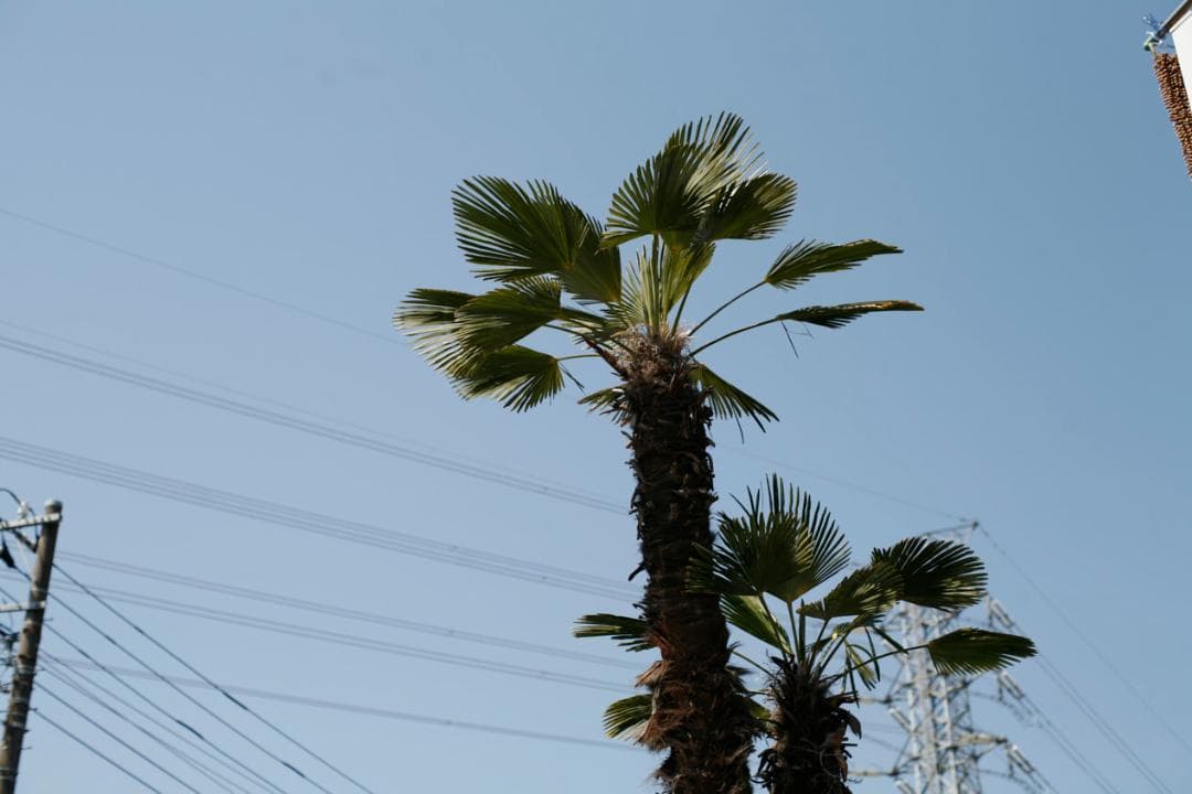 フィルムカメラ Super-Multi-Coated TAKUMAR f1.4 /50 L76