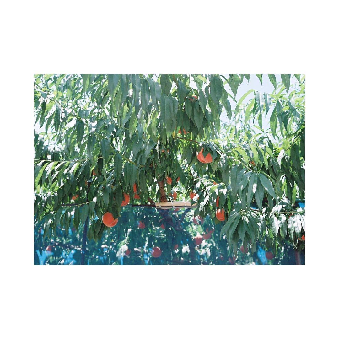 ⌘完動品！ オーバーホール済、作例あり！ LEITZ minolta CL⌘