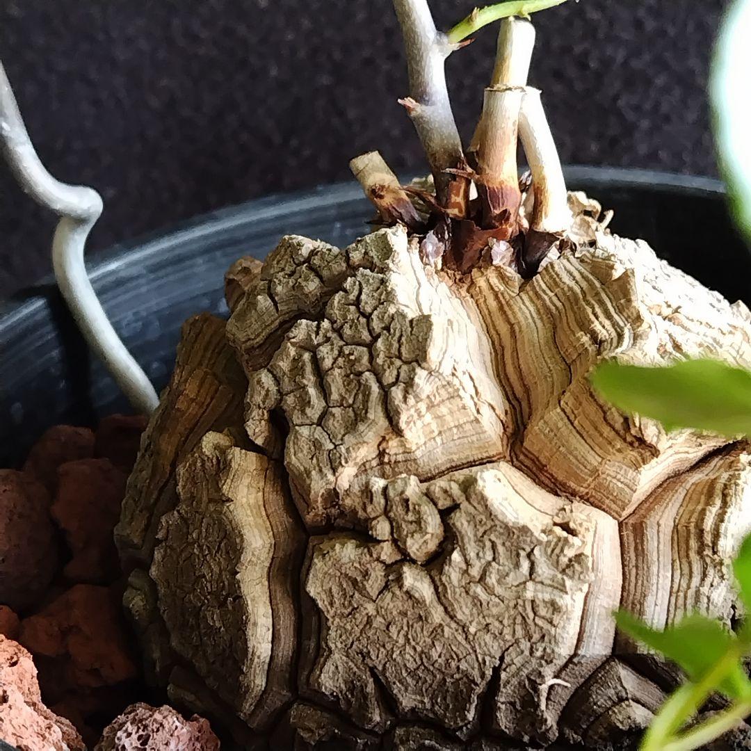 アフリカ亀甲竜