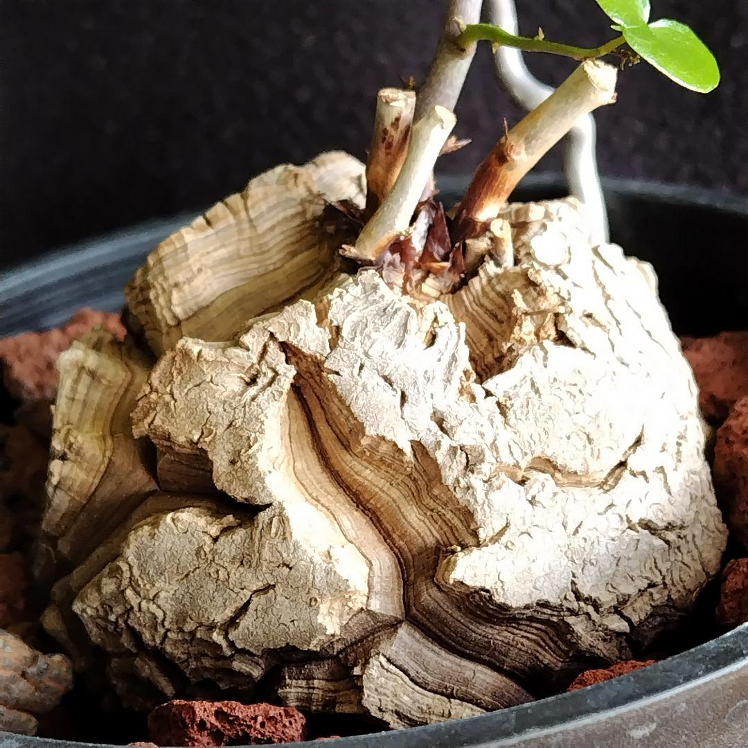 アフリカ亀甲竜