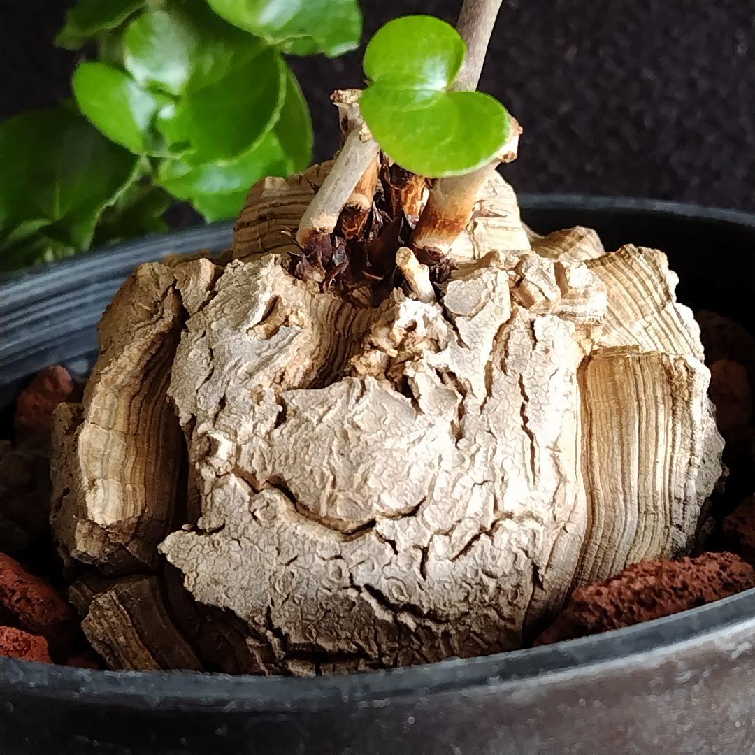 アフリカ亀甲竜