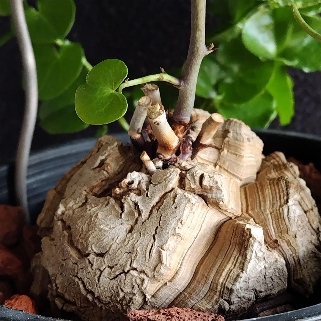 アフリカ亀甲竜