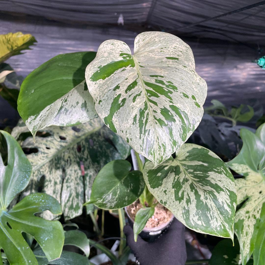 V11 モンステラ　デリシオーサ　ベトシオーサ　セレクトエディション斑入り