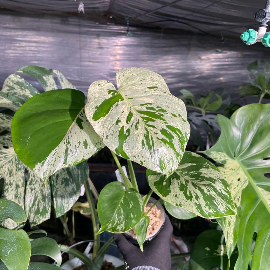 V11 モンステラ　デリシオーサ　ベトシオーサ　セレクトエディション斑入り