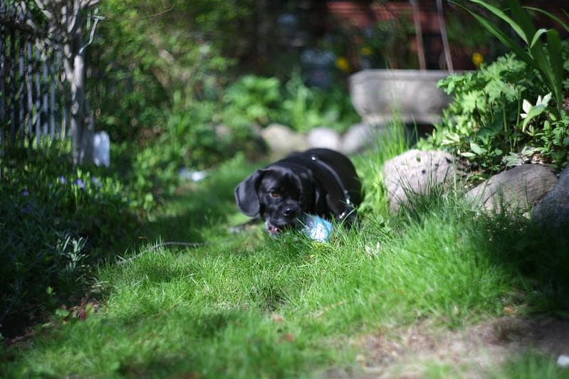 68 未使用　ぐるぐるボケレンズ　ヘリオス　44-2　M42アダプター付