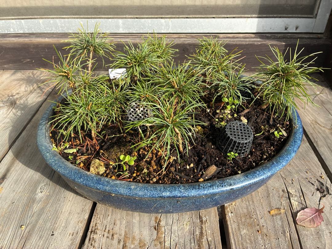 14本セット ★盆栽★ 赤石五葉松　 E-5 ★愛媛県より発送★